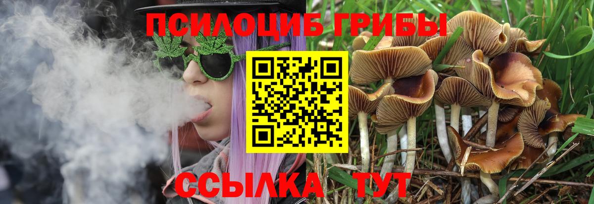 Псилоцибиновые грибы Psilocybe  Вход с VPN  Можайск 